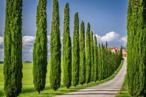 Selecting Trees Ideal for Your Home Foundation