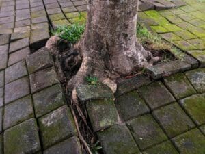 Tree roots that have damage the stone foundation around them